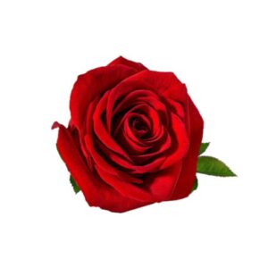Rose rouge