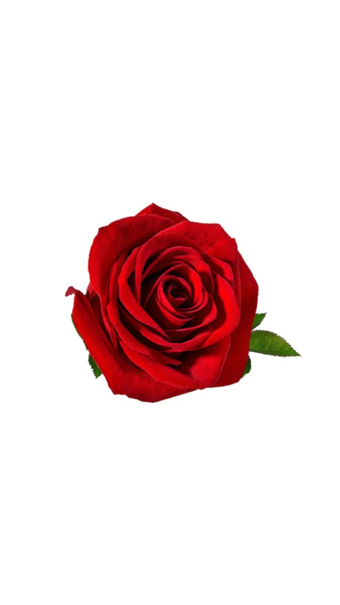 Rose rouge