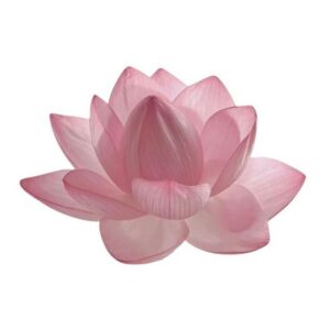Tulipe rose
