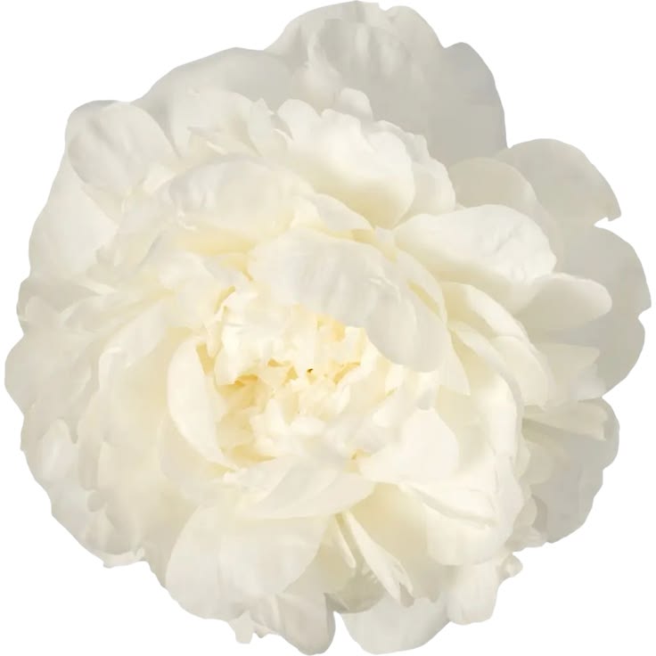 Pivoine blanche