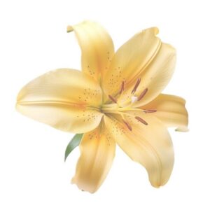 Lys jaune