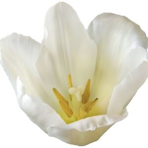 Tulipe blanche