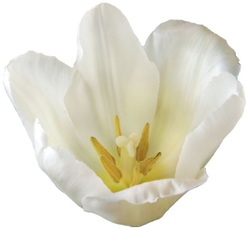 Tulipe blanche