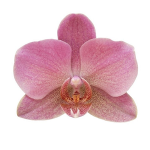 Orchidée rose