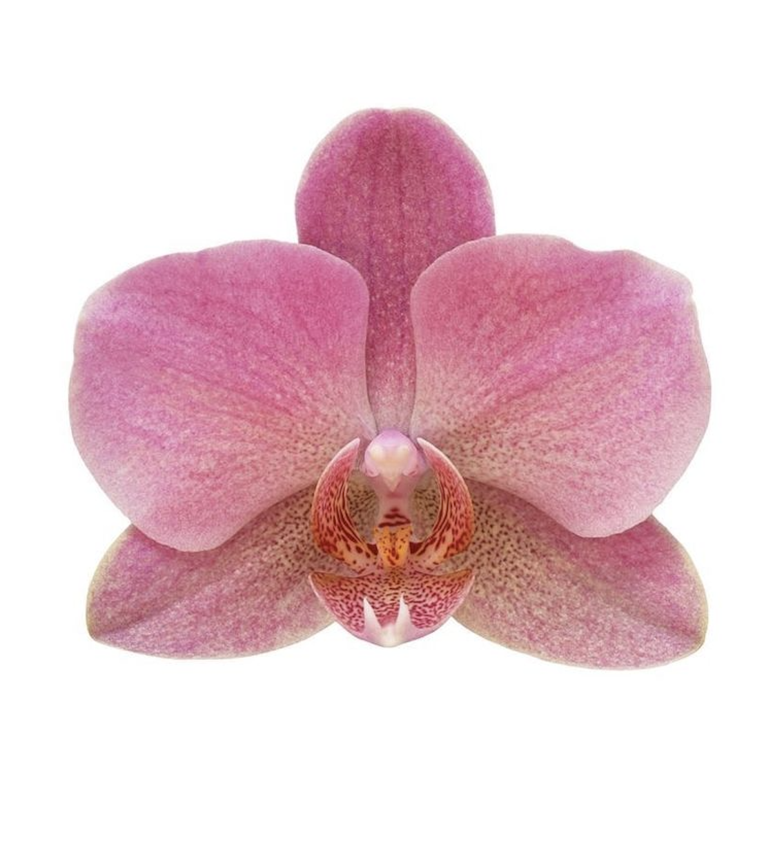 Orchidée rose