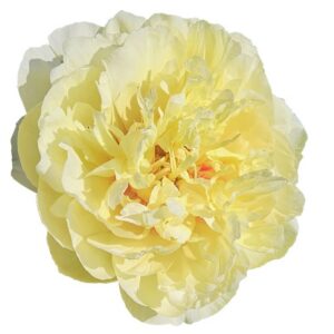 Pivoine jaune