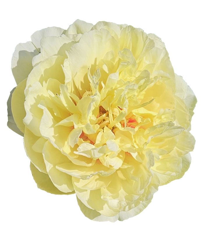 Pivoine jaune