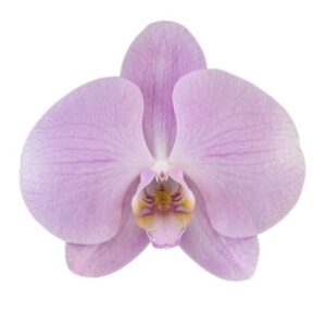Orchidée violette