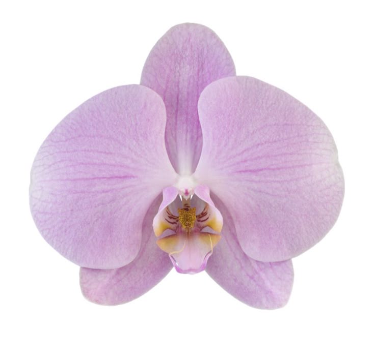 Orchidée violette