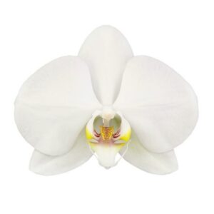 Orchidée blanche