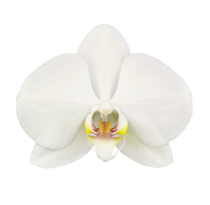 Orchidée blanche