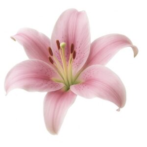 Lys rose