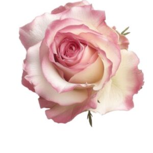 Rose rose